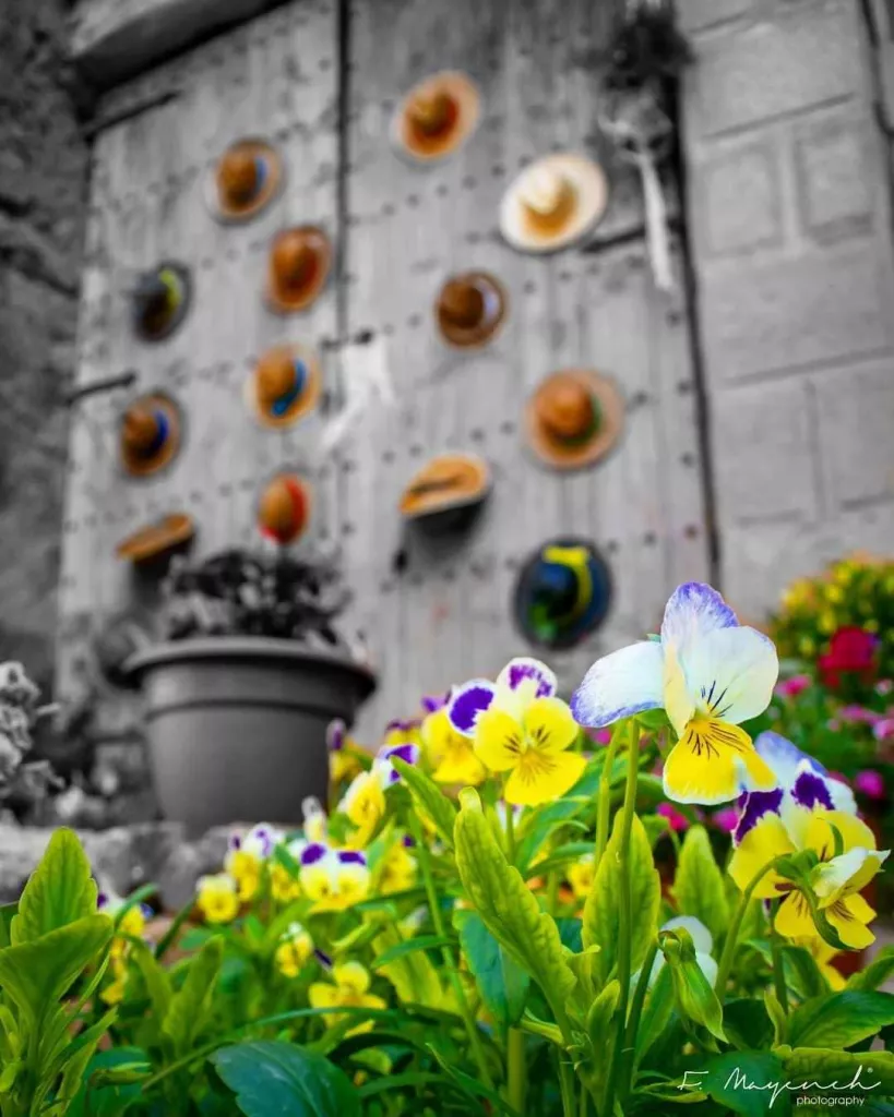 L'IEI acull l'exposició de fotografies del concurs "Les Garrigues en Flor"