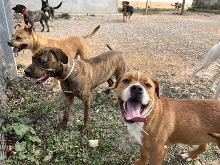 Millores al Refugi dels Peluts de Lleida per garantir el benestar animal