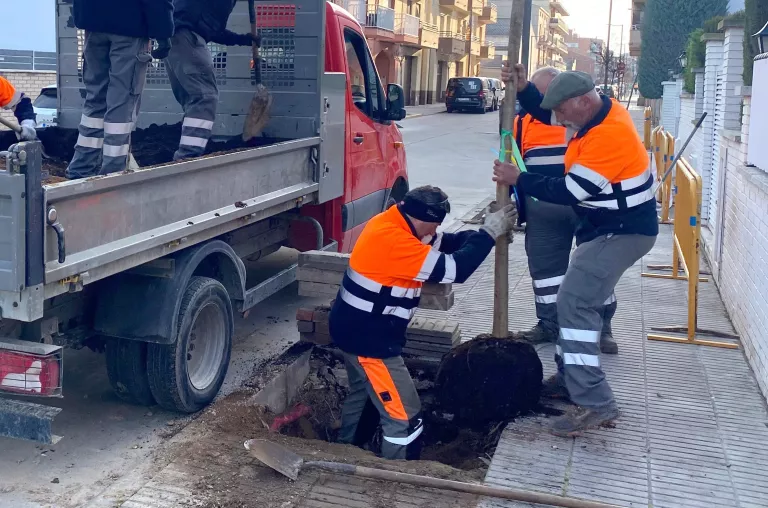 Tàrrega renova l’arbrat dels carrers del Canal d’Urgell i Betlem amb més de 50 nous exemplars