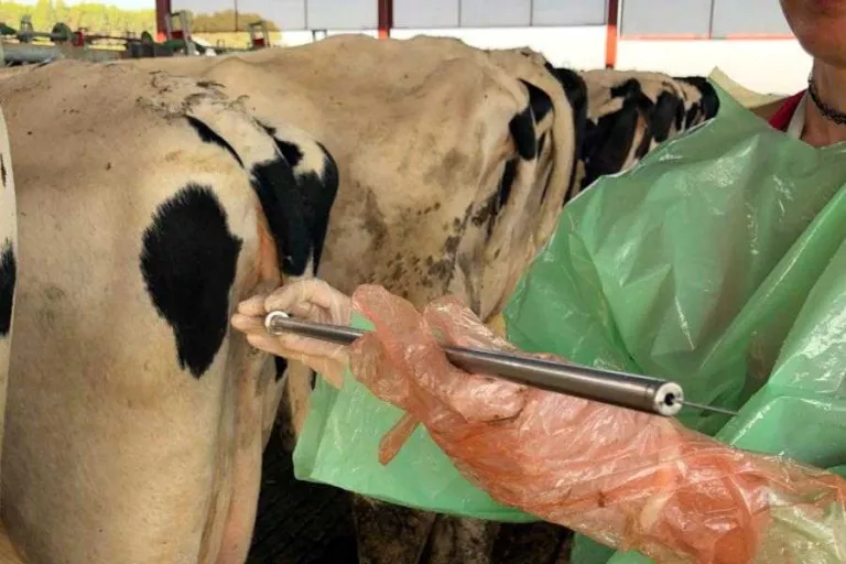 Un nou avanç en la inseminació artificial aconsegueix eliminar les gestacions dobles en vaques lleteres