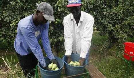 Alerten que la fruita pot quedar a l’arbre per falta de temporers