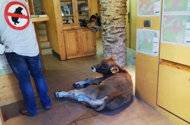 Deixen un vedell ferit a l’oficina del Parc Natural a Llavorsí en protesta pels atacs dels óssos