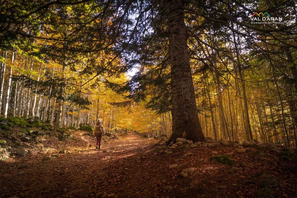 Identifiquen 13 rutes per practicar els "banys de bosc" al Pirineu i les Terres de Lleida