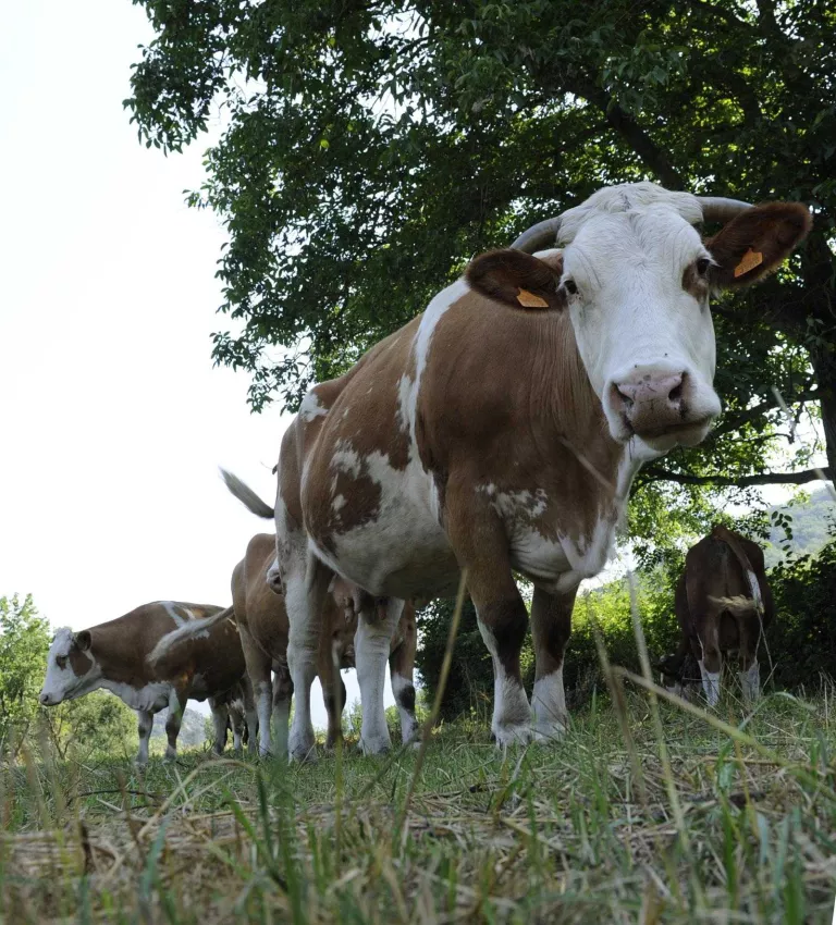 Noves conclusions per a les pastures i l'acumulació del carboni