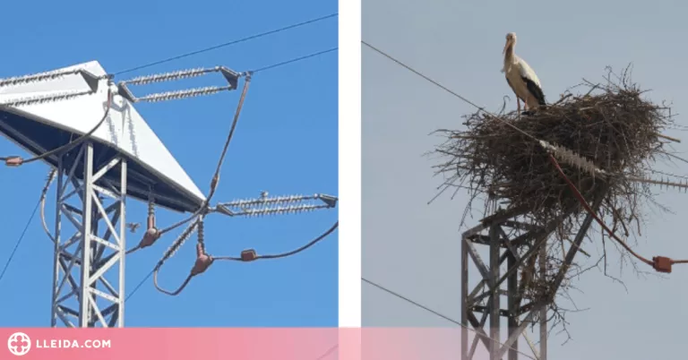 Instal·len al Pla d'Urgell un prototip únic a Catalunya per a protegir les cigonyes a les torres elèctriques