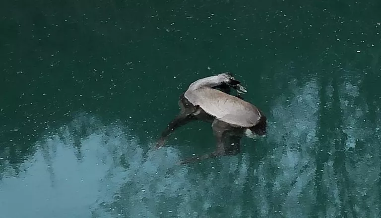 Els caçadors de Térmens alerten sobre la mort constant de cabirols en el canal de regadiu