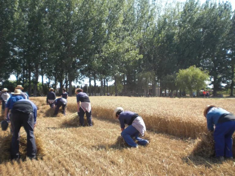 Apadrinar xops per evitar la seva tala