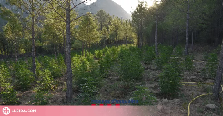 Els Mossos d'Esquadra desmantellen una macroplantació de marihuana a Coll de Nargó