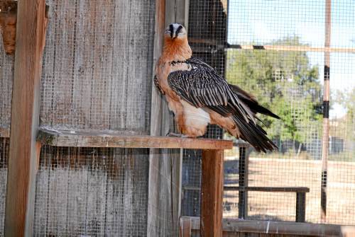 El trencalòs del Zoo de Barcelona estiueja a Vallcalent