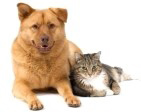 V3 Equip Veterinari