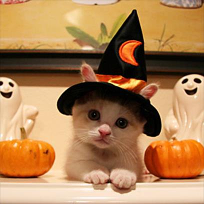 Concurs fotos Halloween