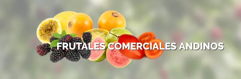 AKIS participa en un projecte de desenvolupament agrari a la zona andina de Colòmbia.