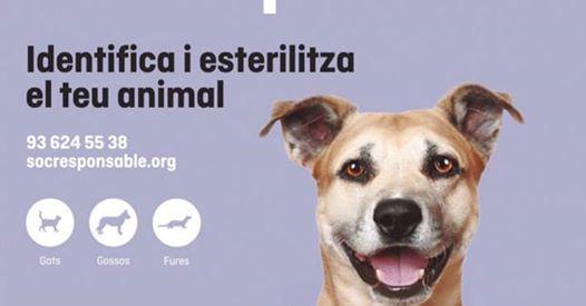 Engeguem la 8a campanya Sóc Responsable d’esterilització i/o identificació de mascotes