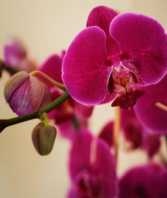 Cada setmana, una flor diferent