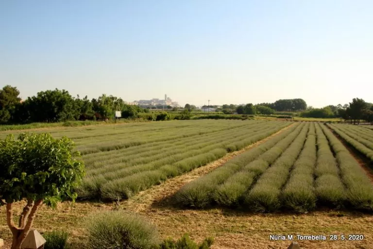 camps lavanda Aromes Can Rosselló