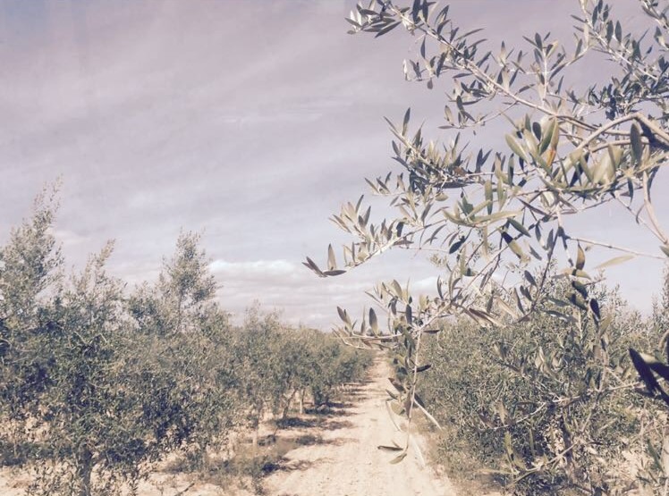Junts per Catalunya celebra l’aprovació de la Llei de protecció de les oliveres monumentals