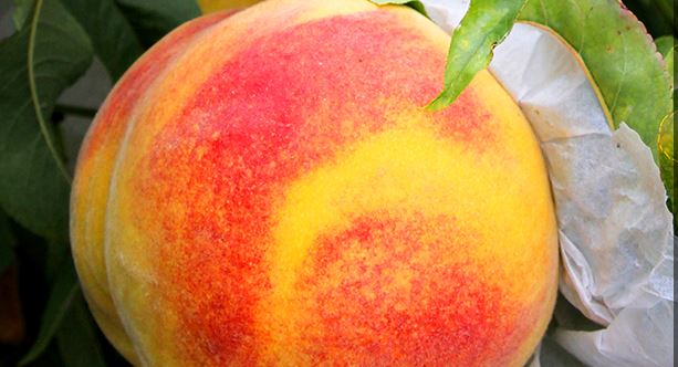 AKIS International agricultura