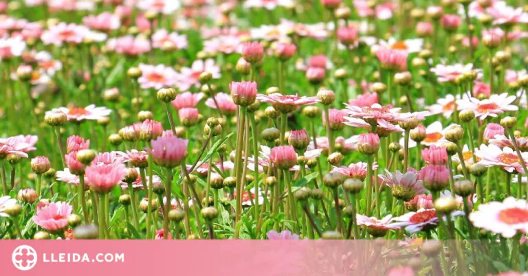 Entra al món de les flors aquest estiu