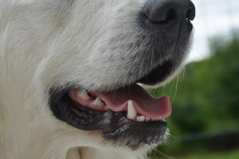 Les dents de la teva mascota més relluents que mai