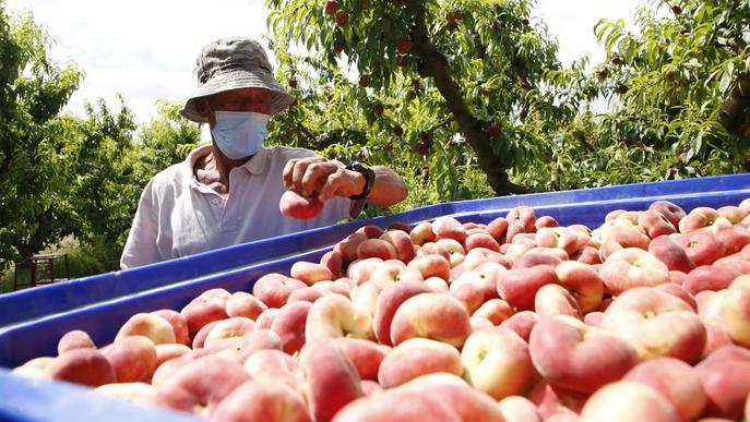 Afrucat i Energy Tools s'uneixen per reduir el cost econòmic del rebut elèctric del sector fruiter