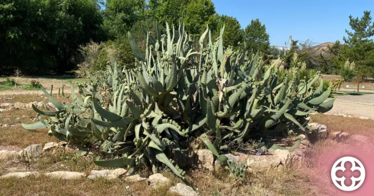 Arborètum – Jardí Botànic de Lleida ©La Panera de Lleida