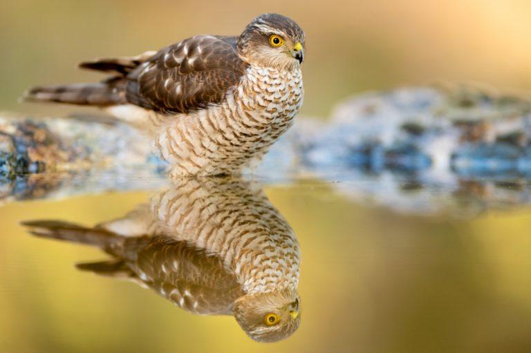 Curs d’iniciació a les tècniques de seguiment de fauna salvatge - Som Aguait