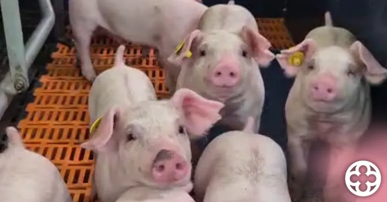 Fotografia d'una granja de porcs ©JuntsXCat Paeria