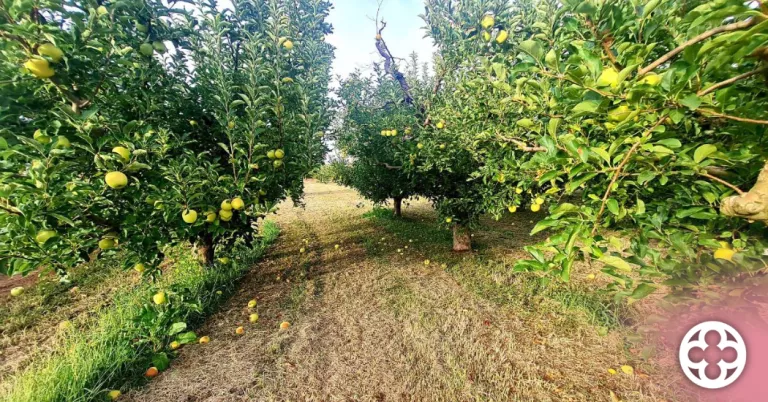 Imatges de la fruita que encara queda per collir  ©ComúDeLleida